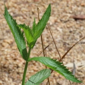 Verbena incompta at Paddys River, ACT - 31 Jan 2023