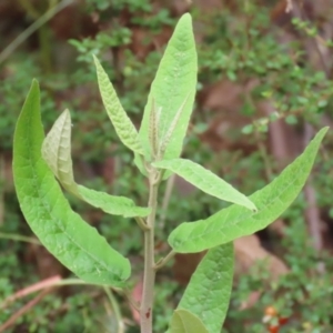 Olearia lirata at Paddys River, ACT - 31 Jan 2023 11:37 AM