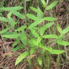 Olearia lirata at Paddys River, ACT - 31 Jan 2023 11:37 AM