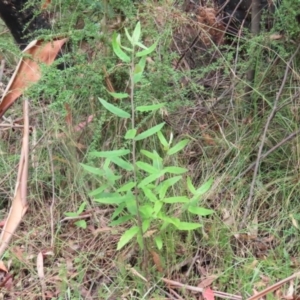 Olearia lirata at Paddys River, ACT - 31 Jan 2023 11:37 AM