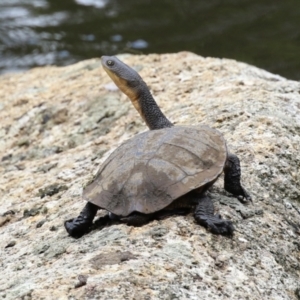 Chelodina longicollis at Paddys River, ACT - 31 Jan 2023 02:48 PM