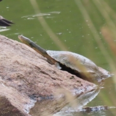 Chelodina longicollis at Paddys River, ACT - 31 Jan 2023