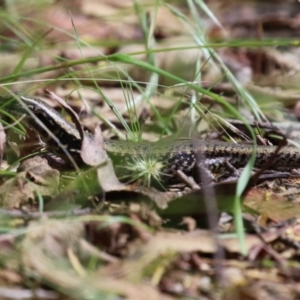 Eulamprus heatwolei at Paddys River, ACT - 31 Jan 2023 12:12 PM