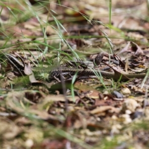 Eulamprus heatwolei at Paddys River, ACT - 31 Jan 2023 12:12 PM