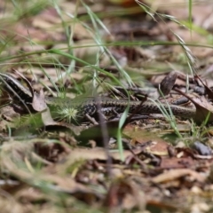 Eulamprus heatwolei at Paddys River, ACT - 31 Jan 2023 12:12 PM