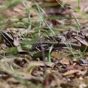 Eulamprus heatwolei at Paddys River, ACT - 31 Jan 2023 12:12 PM