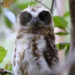 Ninox boobook (Southern Boobook) at Paddys River, ACT - 31 Jan 2023 by RodDeb