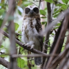 Ninox boobook at Paddys River, ACT - 31 Jan 2023