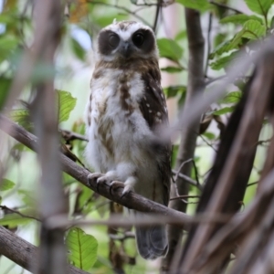 Ninox boobook at Paddys River, ACT - 31 Jan 2023