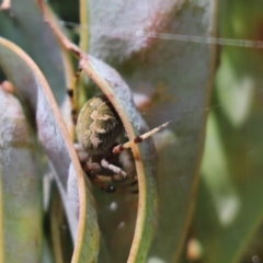 Araneus hamiltoni (Hamilton's Orb Weaver) at Cook, ACT - 29 Nov 2022 by Tammy