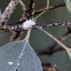 Cryptolaemus montrouzieri (Mealybug ladybird) at Evatt, ACT - 1 Feb 2023 by Untidy