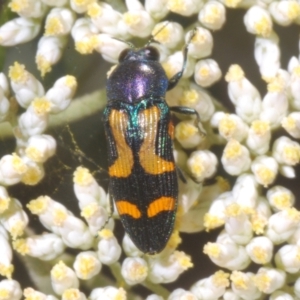 Castiarina flavopicta at Cotter River, ACT - 1 Feb 2023 04:29 PM