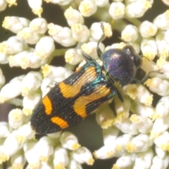 Castiarina flavopicta at Cotter River, ACT - 1 Feb 2023 04:29 PM