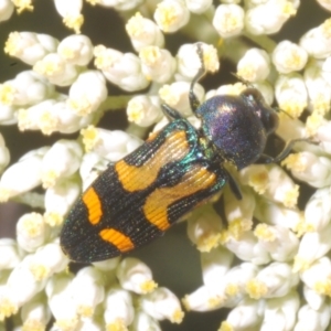 Castiarina flavopicta at Cotter River, ACT - 1 Feb 2023