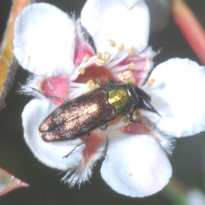 Diphucrania cupripennis (A Jewel Beetle) at Namadgi National Park - 1 Feb 2023 by Harrisi