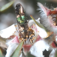 Diphucrania cupripennis at Cotter River, ACT - 1 Feb 2023 01:40 PM