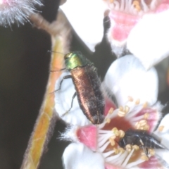 Diphucrania cupripennis at Cotter River, ACT - 1 Feb 2023 01:40 PM