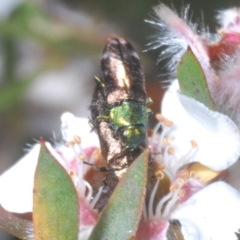 Diphucrania cupripennis at Cotter River, ACT - 1 Feb 2023