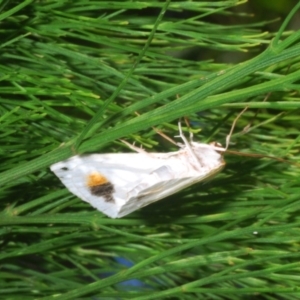 Thalaina selenaea at Uriarra, NSW - 1 Feb 2023