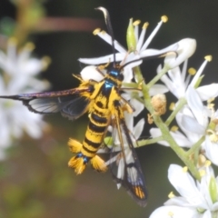 Ichneumenoptera chrysophanes (Clearwing Persimmon Borer) at Cotter River, ACT - 1 Feb 2023 by Harrisi