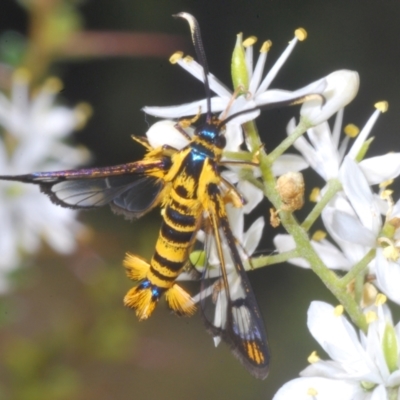 Ichneumenoptera chrysophanes (Clearwing Persimmon Borer) at Lower Cotter Catchment - 1 Feb 2023 by Harrisi