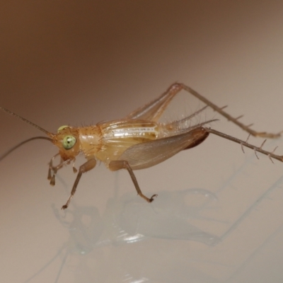 Unidentified Katydid (Tettigoniidae) at Wellington Point, QLD - 1 Feb 2023 by TimL