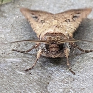 Agrotis infusa at Watson, ACT - 1 Feb 2023