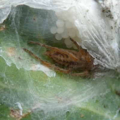 Clubiona sp. (genus) (Unidentified Stout Sac Spider) at Flea Bog Flat to Emu Creek Corridor - 31 Jan 2023 by JohnGiacon