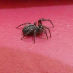 Badumna sp. (genus) (Lattice-web spider) at Flea Bog Flat to Emu Creek Corridor - 31 Jan 2023 by JohnGiacon