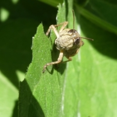 Phaulacridium vittatum (Wingless Grasshopper) at Flea Bog Flat to Emu Creek Corridor - 1 Feb 2023 by JohnGiacon