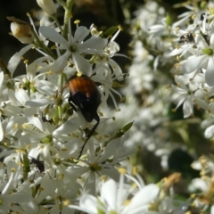 Phyllotocus navicularis (Nectar scarab) at Belconnen, ACT - 1 Feb 2023 by jgiacon