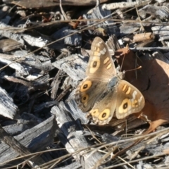 Junonia villida at Belconnen, ACT - 2 Feb 2023