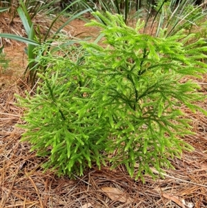 Pseudolycopodium densum at Farringdon, NSW - suppressed