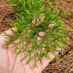 Pseudolycopodium densum at Farringdon, NSW - suppressed