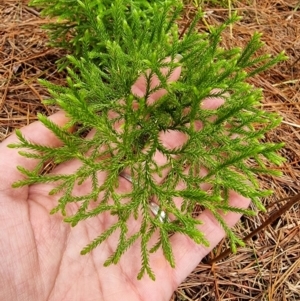 Lycopodium deuterodensum at Farringdon, NSW - 1 Feb 2023