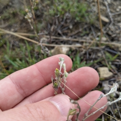 Pimelea curviflora (Curved Rice-flower) at Fyshwick, ACT - 1 Feb 2023 by MattM