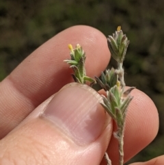 Pimelea curviflora at Fyshwick, ACT - 1 Feb 2023 08:54 AM