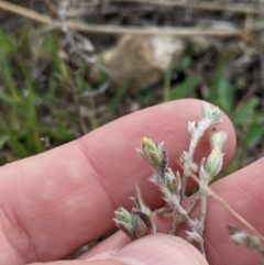 Pimelea curviflora at Fyshwick, ACT - 1 Feb 2023 08:54 AM