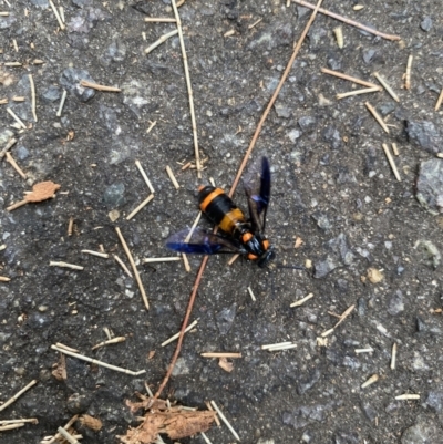 Pterygophorus cinctus (Bottlebrush sawfly) at Flynn, ACT - 27 Jan 2023 by AnkeMaria