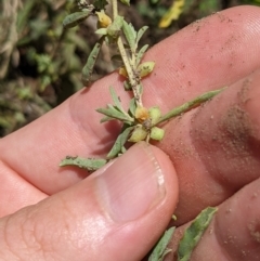 Atriplex semibaccata (Creeping Saltbush) at Fyshwick, ACT - 1 Feb 2023 by MattM