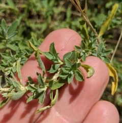 Atriplex semibaccata at Fyshwick, ACT - 1 Feb 2023 01:46 PM