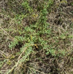 Atriplex semibaccata at Fyshwick, ACT - 1 Feb 2023