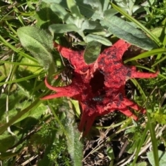 Aseroe rubra (Anemone Stinkhorn) at Jagungal Wilderness, NSW - 9 Jan 2023 by AnkeMaria
