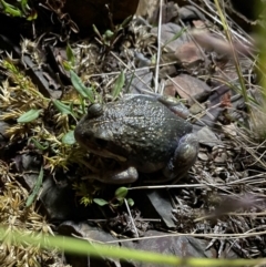 Limnodynastes dumerilii (Eastern Banjo Frog) at Tidbinbilla Nature Reserve - 1 Feb 2023 by goondi80