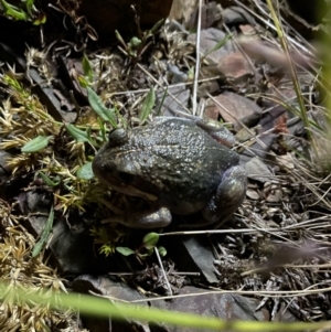 Limnodynastes dumerilii at Cotter River, ACT - 1 Feb 2023 10:12 PM