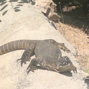 Varanus rosenbergi at Michelago, NSW - suppressed