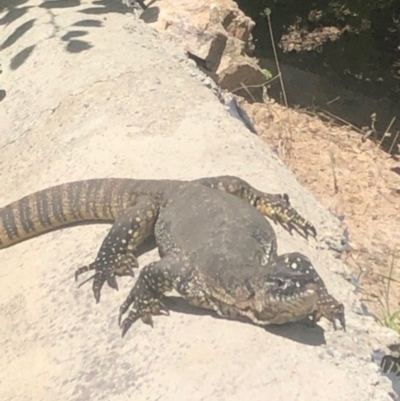 Varanus rosenbergi (Heath or Rosenberg's Monitor) at Michelago, NSW - 2 Feb 2023 by Nockels