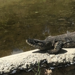 Varanus rosenbergi at Michelago, NSW - suppressed