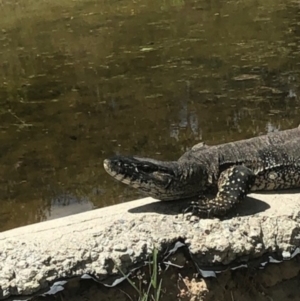 Varanus rosenbergi at Michelago, NSW - suppressed