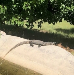 Varanus rosenbergi at Michelago, NSW - suppressed